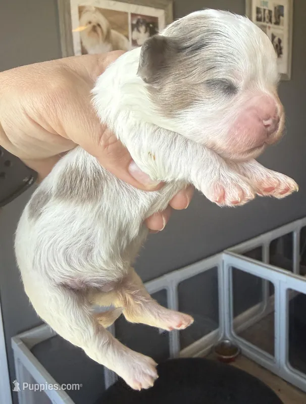 Stephan black parti Merle  – Shihpoo puppy for sale in Belton, TX