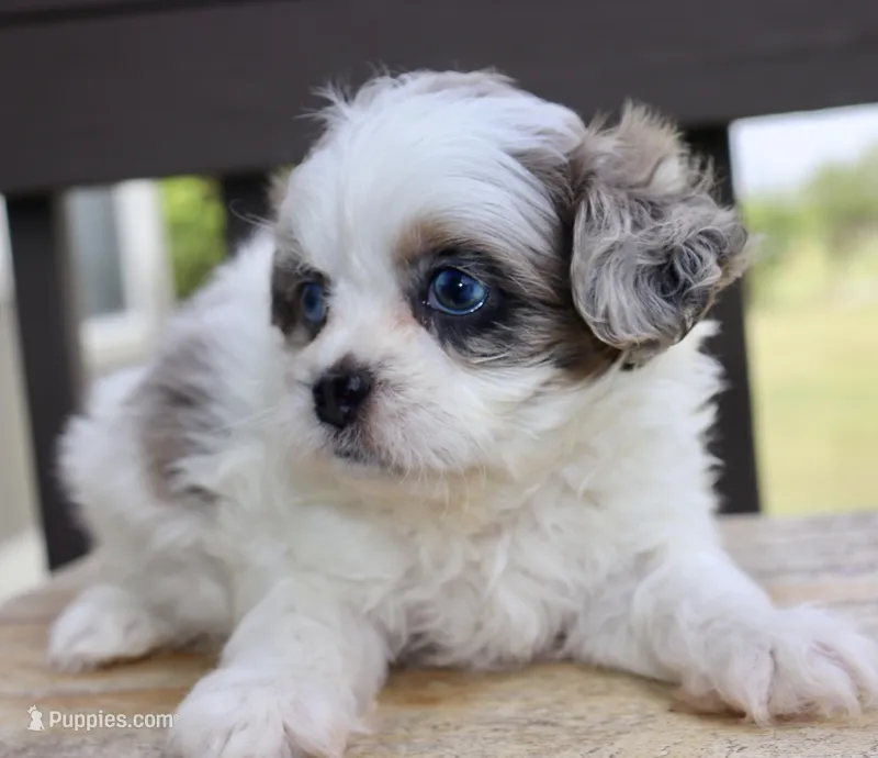 Stephan black dobie parti Merle  – Shihpoo puppy for sale in Belton, TX