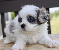 Stephan odd eyes black dobie parti Merle , a male Shihpoo for sale in Belton, TX – 1 of 6
