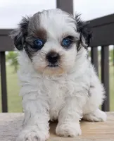 Stephan black dobie parti Merle , a female Shihpoo for sale in Belton, TX – Photo 6 of 9