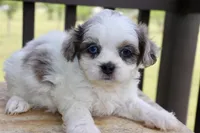 Stephan odd eyes black dobie parti Merle , a male Shihpoo for sale in Belton, TX – 6 of 6