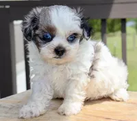 Stephan black dobie parti Merle , a female Shihpoo for sale in Belton, TX – Photo 4 of 9