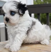 Stephan black dobie parti Merle , a female Shihpoo for sale in Belton, TX – Photo 2 of 9