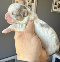 Stephan black parti Merle , a female Shihpoo for sale in Belton, TX – Photo 4 of 6