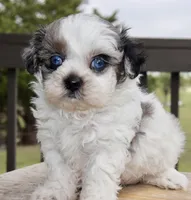 Stephan black dobie parti Merle , a female Shihpoo for sale in Belton, TX – Photo 3 of 9