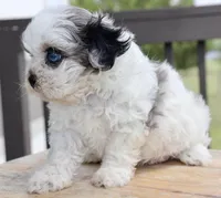 Stephan black dobie parti Merle , a female Shihpoo for sale in Belton, TX – Photo 5 of 9
