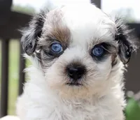 Stephan black dobie parti Merle , a female Shihpoo for sale in Belton, TX – Photo 7 of 9