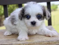 Stephan odd eyes black dobie parti Merle , a male Shihpoo for sale in Belton, TX – 3 of 6