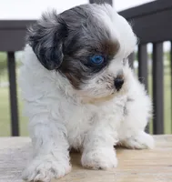 Stephan black dobie parti Merle , a female Shihpoo for sale in Belton, TX – Photo 9 of 9