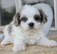 Stephan odd eyes black dobie parti Merle , a male Shihpoo for sale in Belton, TX – 2 of 6