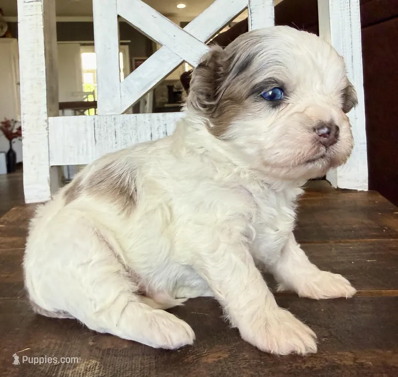 Stephan black parti Merle  – Shihpoo puppy for sale in Belton, TX