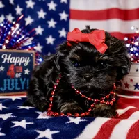 Orange akc black dobie , a female Shih Tzu for sale in Waco, TX – 2 of 5