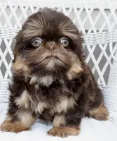 Bo, a male Shihpoo and Shih Tzu for sale in Belton, TX – 4 of 9