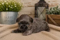 Akc blue dobie Quincy, a male Shih Tzu for sale in Waco, TX – 3 of 6