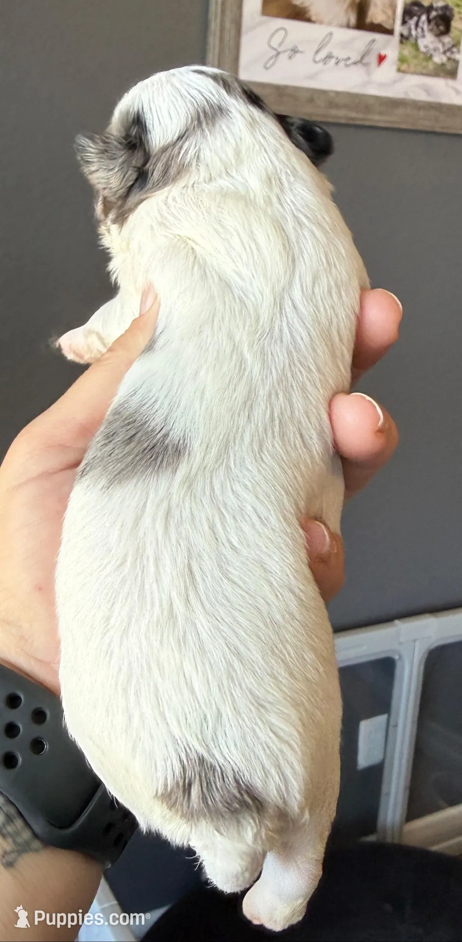 Elena -blk parti Merle , a female Shihpoo for sale in Belton, TX – Photo 2 of 5