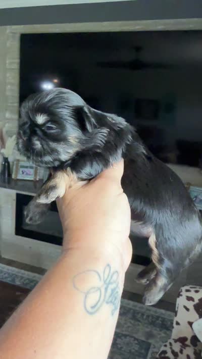 Akc black dobie June, a female Shih Tzu for sale in Waco, TX – 6 of 6
