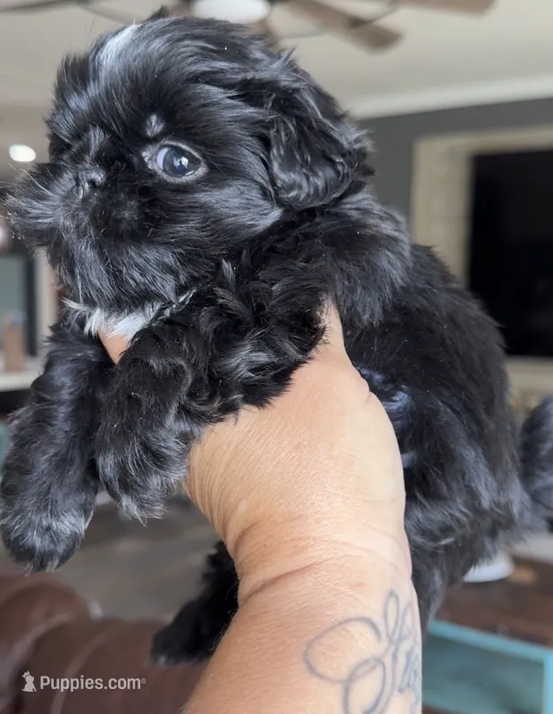 Akc black dobie Pear  – Shih Tzu puppy for sale in Belton, TX