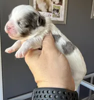 Elena -blk parti Merle , a female Shihpoo for sale in Belton, TX – Photo 3 of 5