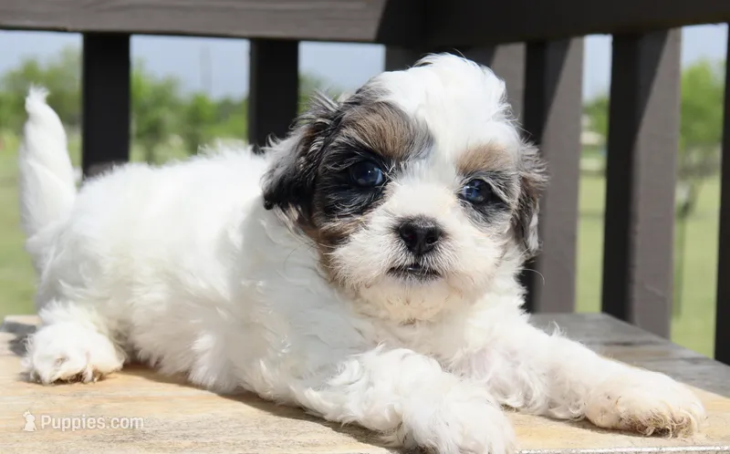 Elena -blk parti Merle  – Shihpoo puppy for sale in Belton, TX