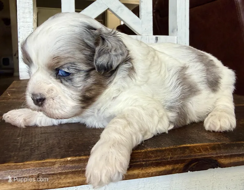 Elena -blk parti Merle  – Shihpoo puppy for sale in Belton, TX
