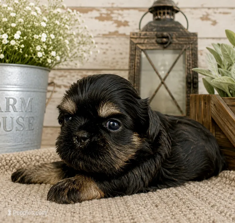 Akc black dobie Leo – Shih Tzu puppy for sale in Belton, TX