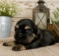 Akc black dobie Leo, a male Shih Tzu for sale in Waco, TX – 1 of 6