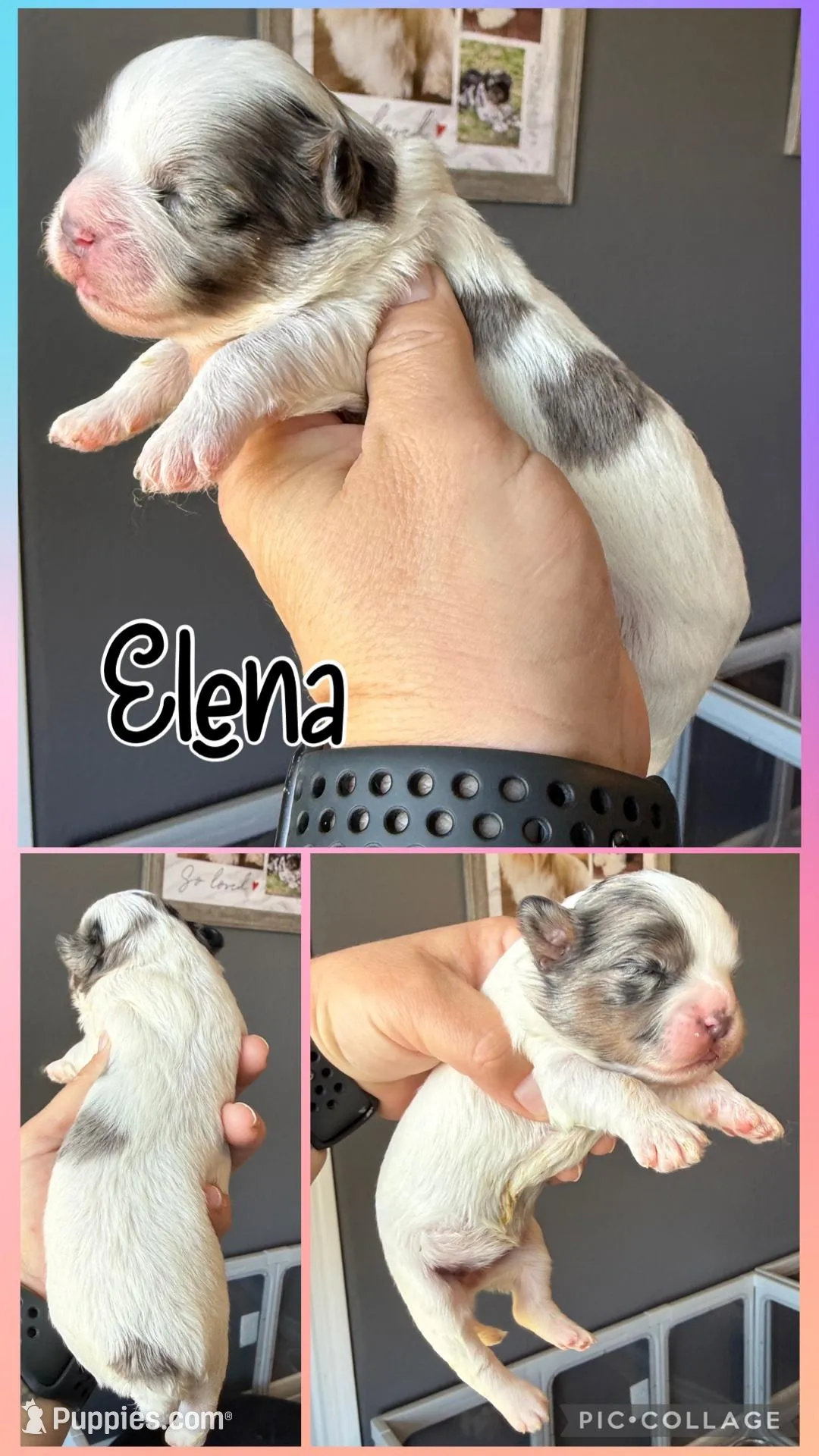 Elena -blk parti Merle  – Shihpoo puppy for sale in Belton, TX