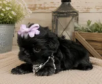 Akc black dobie Pear , a female Shih Tzu for sale in Waco, TX – 2 of 5