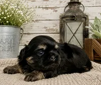 Akc black dobie Leo, a male Shih Tzu for sale in Waco, TX – 4 of 6