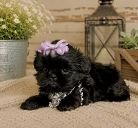 Akc black dobie Pear , a female Shih Tzu for sale in Waco, TX – 4 of 5