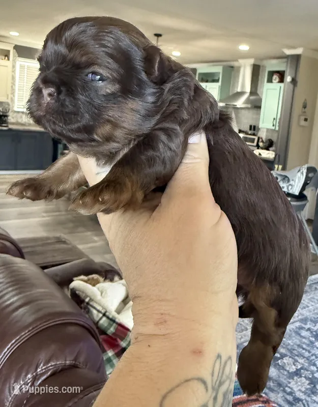 Cy  – Shihpoo, Shih Tzu puppy for sale in Belton, TX