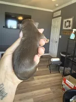 Cy , a male Shihpoo and Shih Tzu for sale in Belton, TX – Photo 4 of 4