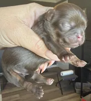 Cy , a male Shihpoo and Shih Tzu for sale in Belton, TX – Photo 3 of 4