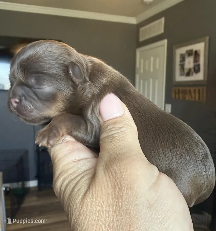 Cy  – Shihpoo, Shih Tzu puppy for sale in Belton, TX