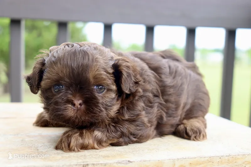 Cy  – Shihpoo, Shih Tzu puppy for sale in Belton, TX