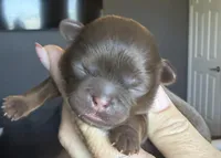 Cy , a male Shihpoo and Shih Tzu for sale in Belton, TX – Photo 2 of 4