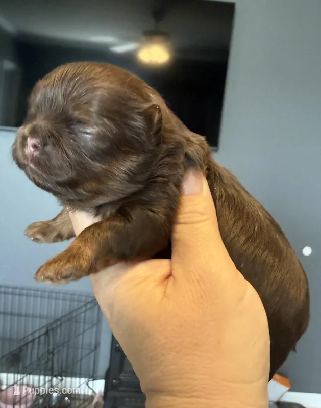 Cy  – Shihpoo, Shih Tzu puppy for sale in Belton, TX