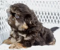 Bo, a male Shihpoo and Shih Tzu for sale in Belton, TX – 3 of 9