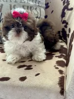 Chocolate parti, a female Shih Tzu for sale in Belton, TX – Photo 3 of 3