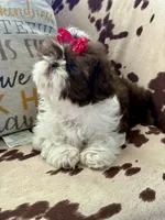Chocolate parti, a female Shih Tzu for sale in Belton, TX – Photo 2 of 3