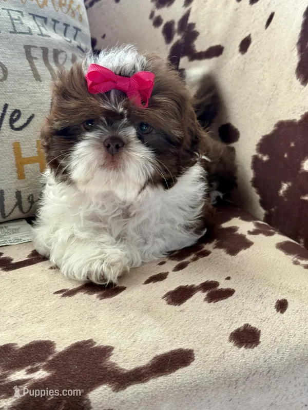 Chocolate parti – Shih Tzu puppy for sale in Belton, TX