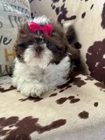 Chocolate parti, a female Shih Tzu for sale in Belton, TX – Photo 1 of 3
