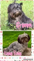 Orange akc black dobie , a female Shih Tzu for sale in Belton, TX – 5 of 5