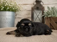 Akc black dobie June, a female Shih Tzu for sale in Waco, TX – 3 of 6
