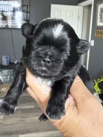 Akc black dobie Pear , a female Shih Tzu for sale in Belton, TX – 4 of 5