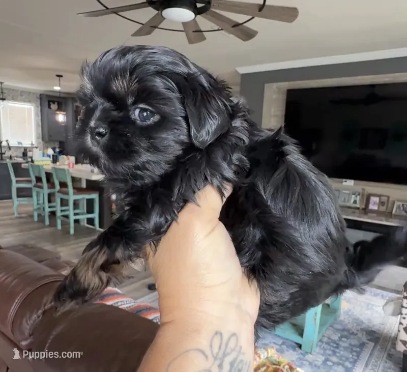 Orange akc black dobie  – Shih Tzu puppy for sale in Belton, TX