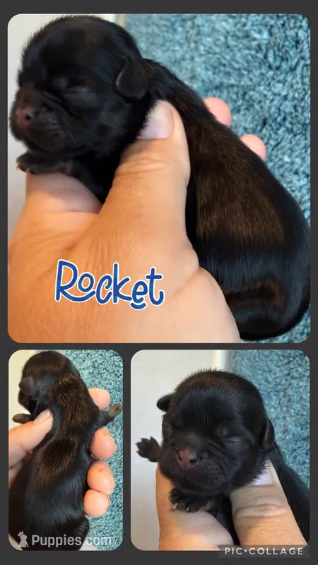 Akc black dobie Rocket  – Shih Tzu puppy for sale in Belton, TX