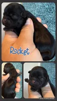 Akc black dobie Rocket , a male Shih Tzu for sale in Belton, TX – 1 of 2