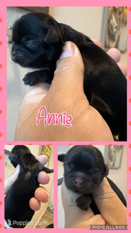 Akc black dobie Annie – Shih Tzu puppy for sale in Belton, TX