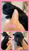 Akc black dobie Annie, a female Shih Tzu for sale in Belton, TX – 1 of 2